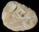 Fossil Plesiosaur (Zarafasaura) Tooth With Fish Vertebrae #61115-1